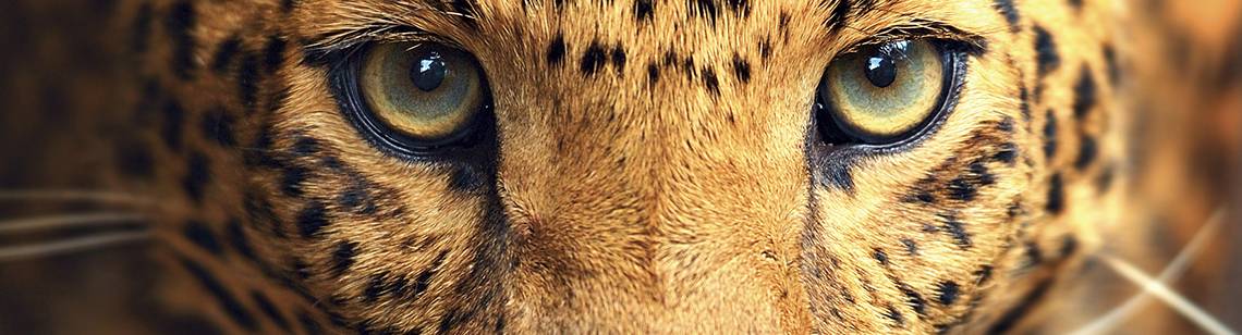 Praktiske tips og råd om safari i Afrika