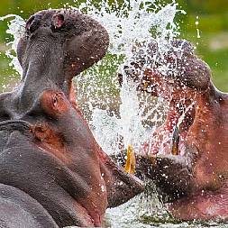 De temperamentsfulde flodheste skal lige markere