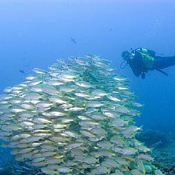 Verdens 2. længste koralrev ligger ud for kysten