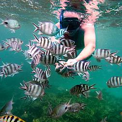 Snorkling og dykning er et "must" på Mauritius