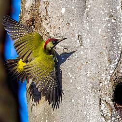 Grønspætte, fototure i DK, Africa Tours