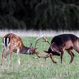 Dåhjorte i kamp, Africa Tours