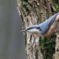 Spætmejse, fototur i DK, Africa tours