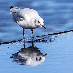 Hættemåge, fototur DK, Africa Tours