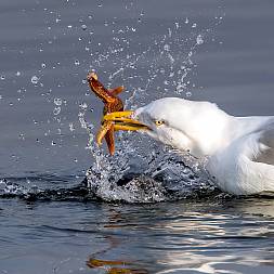 Måge med søstjerne, fototur i DK, Africa tours