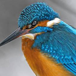 isfugl, fototur i DK, Africa tours