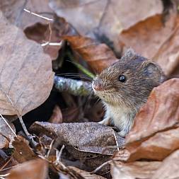 Mus, fototur i DK, africa tours
