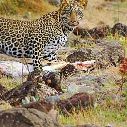 Leopard nyder sit måltid 