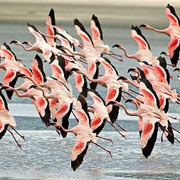 Et rigt fugleliv opleves ved Kenyas mange søer i Rift Valley