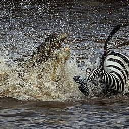 Et drama udspiller sig, når gnuer og zebraer krydser Mara floden
