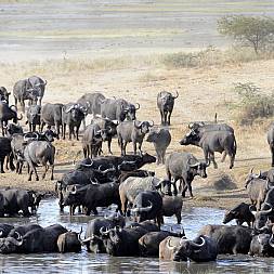 En flok bøfler trækker til et vandhul