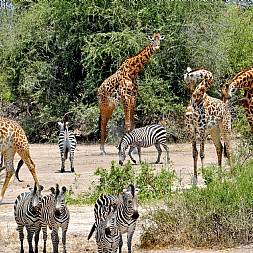 Giraffer og zebraer her i Tarangire National Park
