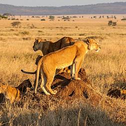 Løver spejder efter bytte på savannen