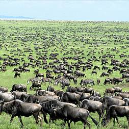 1,5 million gnuer kælver nær Ndutu