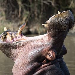 En flodhest viser sit mægtige gab