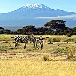 Afrikas Tag - Kilimanjaro ses i baggrunden