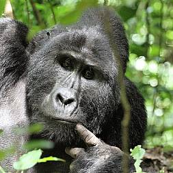 Gorillaerne opleves i Ugandas højland Bwindi