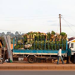 Overalt i Uganda mødes man af enorme mængder af bananer