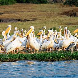 Et stort fugleliv opleves bl.a. ved Kazinga kanalen