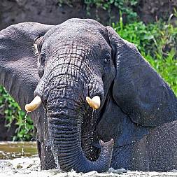 Elefant i Queen Elizabeth National Park