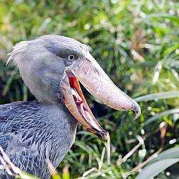 Det sjældne træskonæb lever ved Murchison Falls
