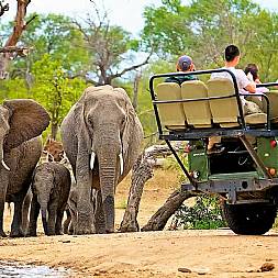Safari i populære Kruger eller de omkringliggende private reservater i Sydafrika
