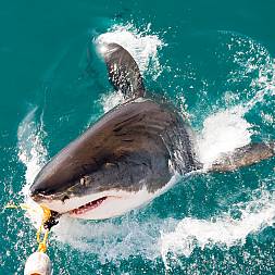 Oplev den hvide haj på tæt hold nær Cape Town
