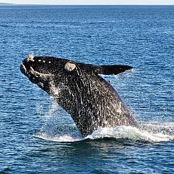 De store hvaler holder til i havene omkring Sydafrika