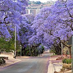 De smukker jacarandaer, der blomster i oktober i Pretoria