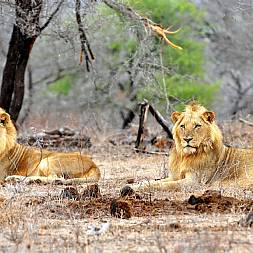 Alle Afrikas berømte dyr finder du i Sydafrika