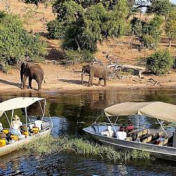 Kom tæt på de mange elefanter i Chobe på Botswana safari