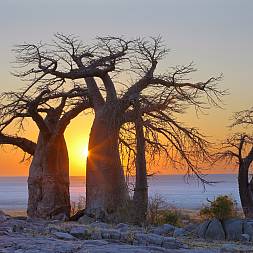 Afrikas baobabtræer ses ved Makgadigadi Pan