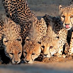 Botswana byder på et enestående dyreliv