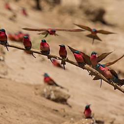 I vådområderne opleves et stort og varieret dyreliv