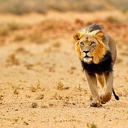 Sortmanket løve i Kalahari ørknen