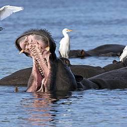 Flodheste er der masser af i Chobe