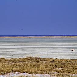 Etosha Saltpan og endeløse vidder