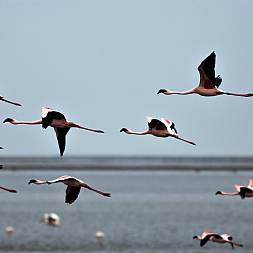 Et rigt fugleliv ved Walvis Bay nær Swakopmund