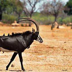Sabelantilope i Hwange National Park