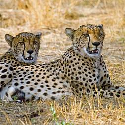 Geparder slapper af i skyggen i Hwange National Park