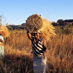 Kvinder, der høster siv, der bruges som stråtag