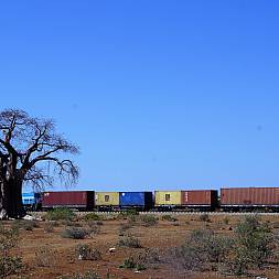 De store baobabtræer ses mange steder i Zimbabwe
