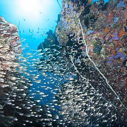 Verdens 2. længste koralrev ligger ud for Zanzibar