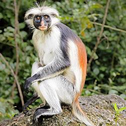 De røde colobus aber lever på øen 