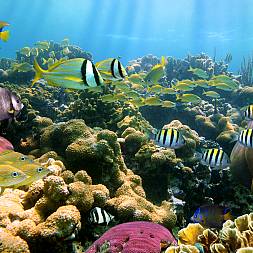 Seychellerne er omgivet af koralrev