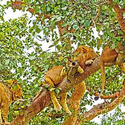 Træklatrende løver er ikke et usædvanligt syn i Queen Elizabeth N.P