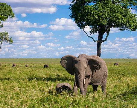Elefant på savannen i Masai Mara, Kenya africa tours