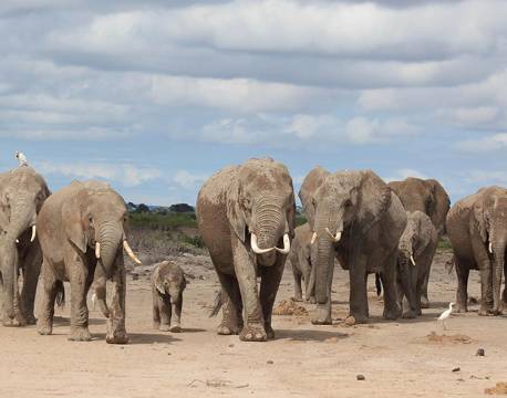 Elefanter traver over udtørret vandhul i Masai Mara kenya africa tours