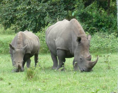 Næsehorn i Ziwa Rhino Sanctuary, Uganda africa tours