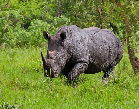 Næsehorn i Ziwa Rhino Sanctuary, Uganda africa tours